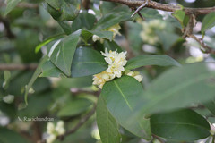 Atalantia monophylla